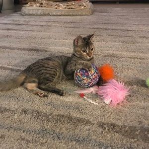 Meet your Posher, Rene